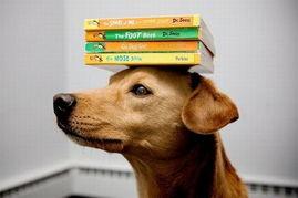 什么狗是明星狗,揭秘明星狗的成名之路